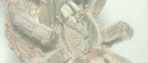 Psalmopoeus cambridgei