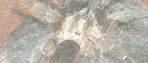 Psalmopoeus reduncus