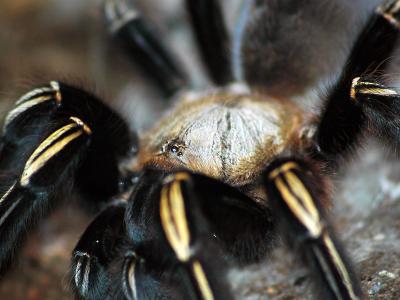 Vogelspinnen Bilder - Ephebopus murinus
