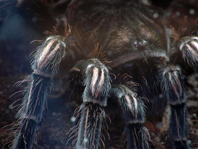 Vogelspinnen Bilder - Lasiodorides striatus

