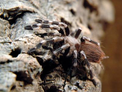 Vogelspinnen Bilder - Nhandu chromatus
