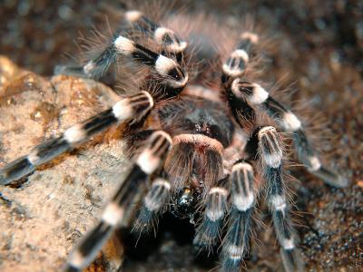 Vogelspinnen Bilder - Acanthosccuria geniculata
