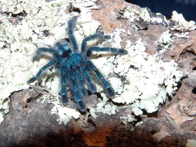 Vogelspinnen Bilder - Avicularia versicolor
