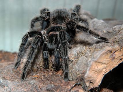 Vogelspinnen Bilder - Lasiodora parahybana
