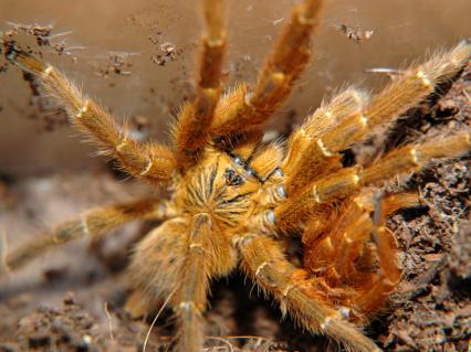 Vogelspinnen Bilder - Pterinochilus murinus
