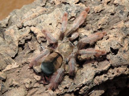 Vogelspinnen Bilder - Psalmopoeus pulcher
