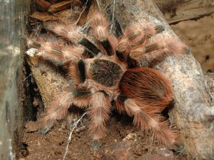 Vogelspinnen Bilder - Nhandu coloratovillosus
