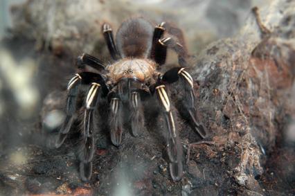 Vogelspinnen Bilder - Ephebopus murinus
