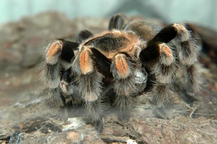 Vogelspinnen Bilder - Brachypelma smithi
