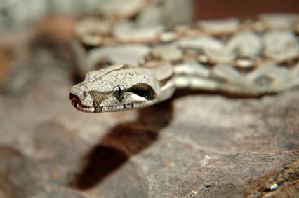 schlangen Bilder - Boa constrictor constrictor/imperator

