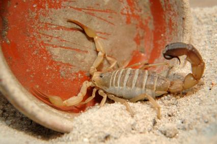 skorpione Bilder - Androctonus australis
