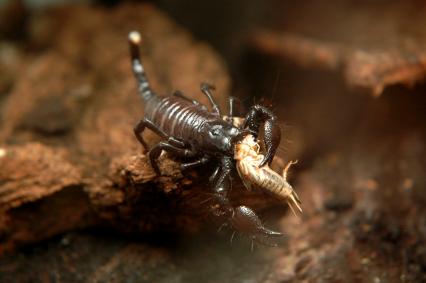 skorpione Bilder - Pandinus imperator
