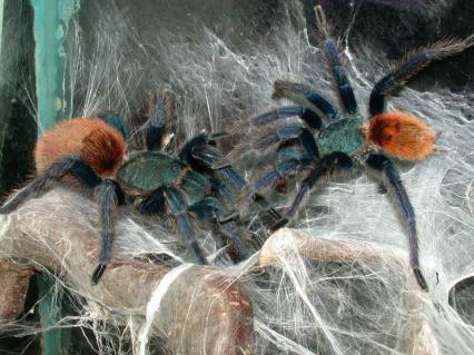 vogelspinnen Bilder - Chromatopelma cyaneopubescens
