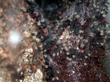 vogelspinnen Bilder - Psalmopoeus irminia
