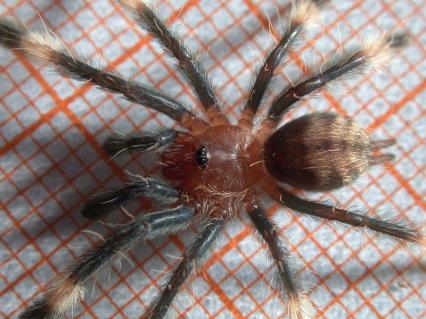 vogelspinnen Bilder - Psalmopoeus irminia