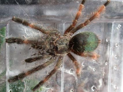vogelspinnen Bilder - Psalmopoeus reduncus
