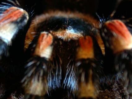 vogelspinnen Bilder - Brachypelma smithi

