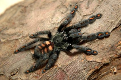 vogelspinnen Bilder - Psalmopoeus irminia