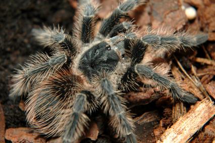 vogelspinnen Bilder - Lasiodora difficilis