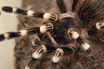 vogelspinnen Bilder - Acanthoscurria geniculata
