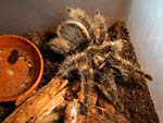 Lustig anzusehen und sehr friedlich: Brachypelma albopilosum