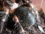 Irgendwann sind die Brennhaare alle weg und die "Glatze" kommt zum Vorschein. Hier Brachypelma auratum (kurz vor einer Häutung).