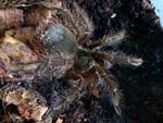 Theraphosa blondi nach einer Bombardierung. Einige lose Brennhaare sind noch gut als Büschel auf dem Abdomen zu erkennen.