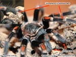 Adultes Brachypelma auratum Männchen mit Erkennungsmerkmalen