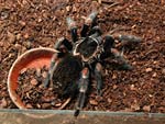 Adulte Brachypelma auratum Dame
