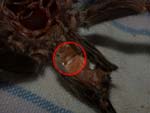Lasiodorides striatus subadult - männlich