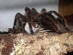 Adulte Lasiodora parahybana Dame mit erbeuteter Farbmaus