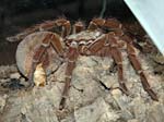 Theraphosa blondi Weibchen mit aufgeplatztem Abdomen