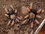 Brachypelma boehmei vor und nach einer Häutung