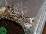 Eine junge Psalmopoeus pulcher ist nach dem Sprühen aus ihrem Unterschlupf gekommen um zu trinken.