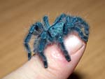 Avicularia versicolor rennt grundsätzlich aus ihrer Dose wenn man sie öffnet ;)!