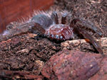 Brachypelma albopilosum "Freak"