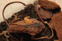 Centruroides exilicauda