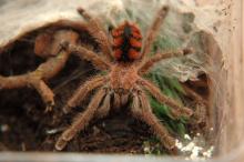 Avicularia minatrix war eins der kleineren Tiere die ich mit in Rahden hatte.