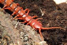 Scolopendra subspinipes (Cherry Red)