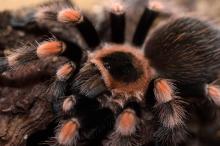 Brachypelma smithi Jungtier