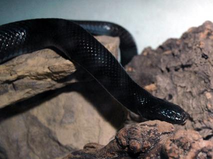 schlangen Bilder - Lampropeltis getula nigrita
