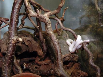 schlangen Bilder - Pantherophis obsoletus lindheimeri (leuzistisch)