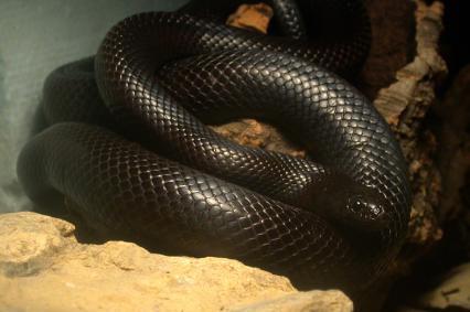 schlangen Bilder - Lampropeltis getula nigrita