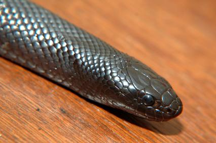 schlangen Bilder - Lampropeltis getula nigrita