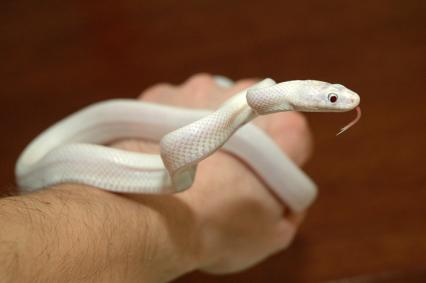 schlangen Bilder - Pantherophis obsoletus lindheimeri
