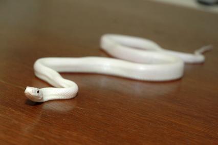 schlangen Bilder - Pantherophis obsoletus lindheimeri
