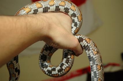 schlangen Bilder - Pantherophis guttatus
