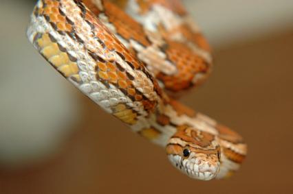 schlangen Bilder - Pantherophis guttatus
