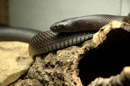 schlangen Bilder - Lampropeltis getula nigrita