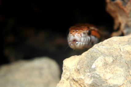 schlangen Bilder - Pantherophis guttatus
